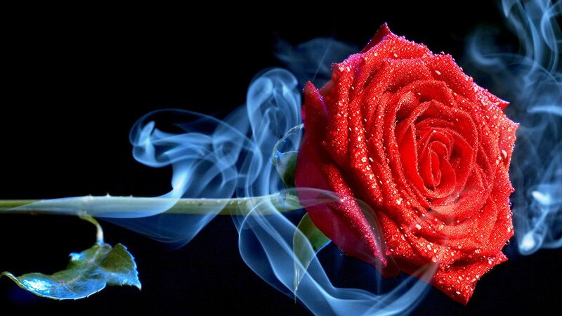 Red Rose with Smoke — Dramatic, Photograph, Stem