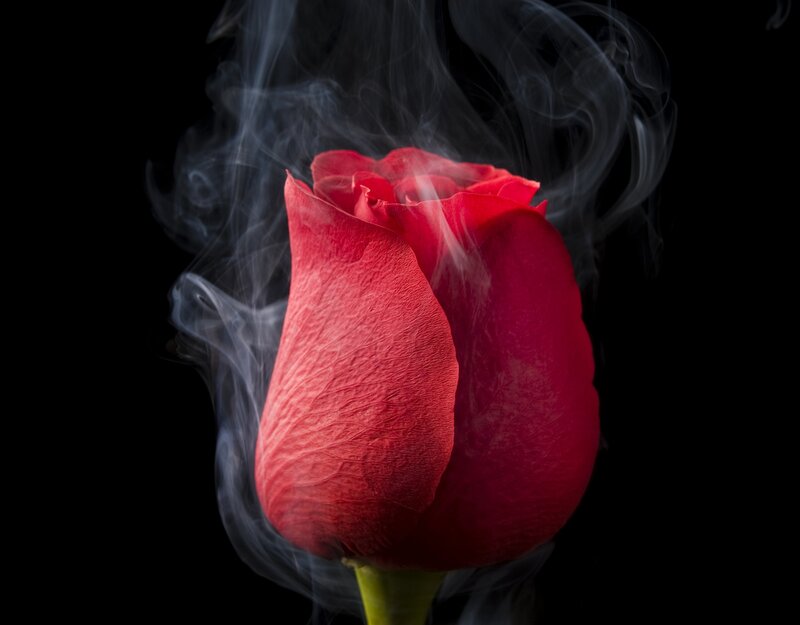 Red Rose with Smoke — Dramatic