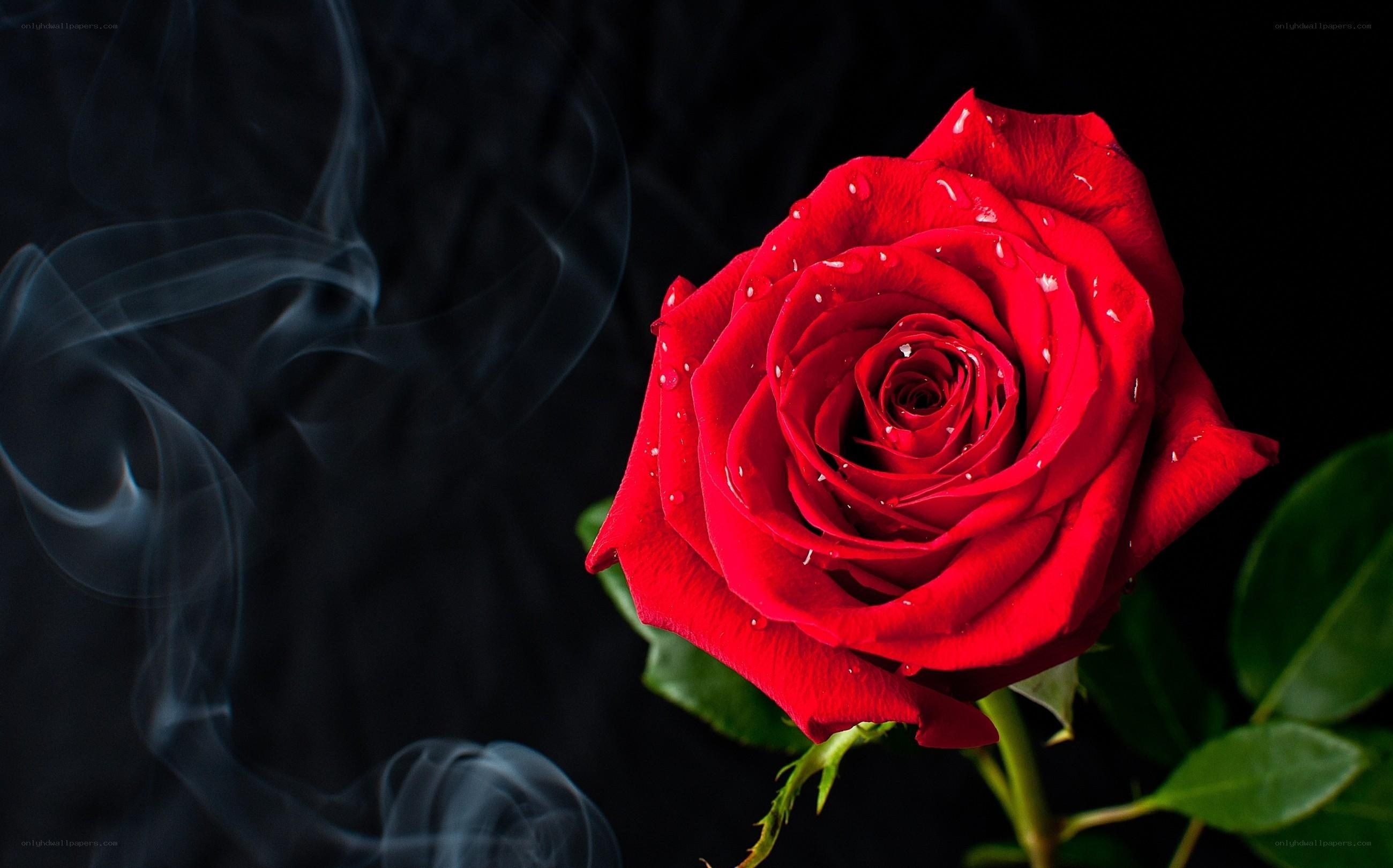 Red rose with smoke