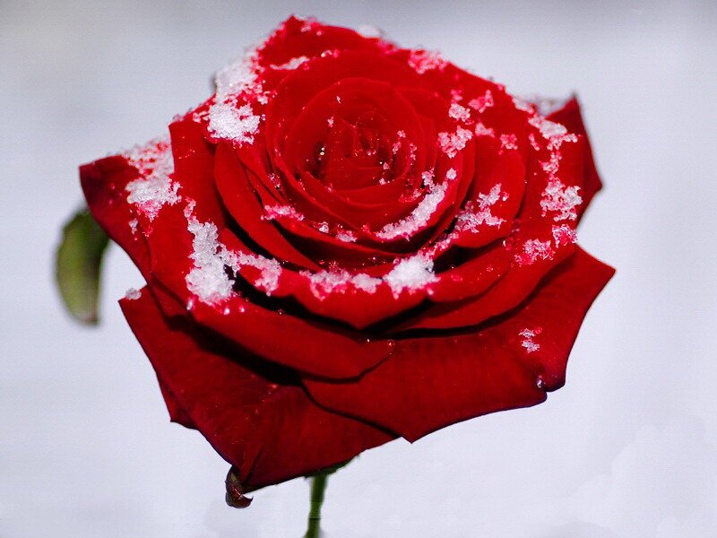 Red Rose with Snow — Calm