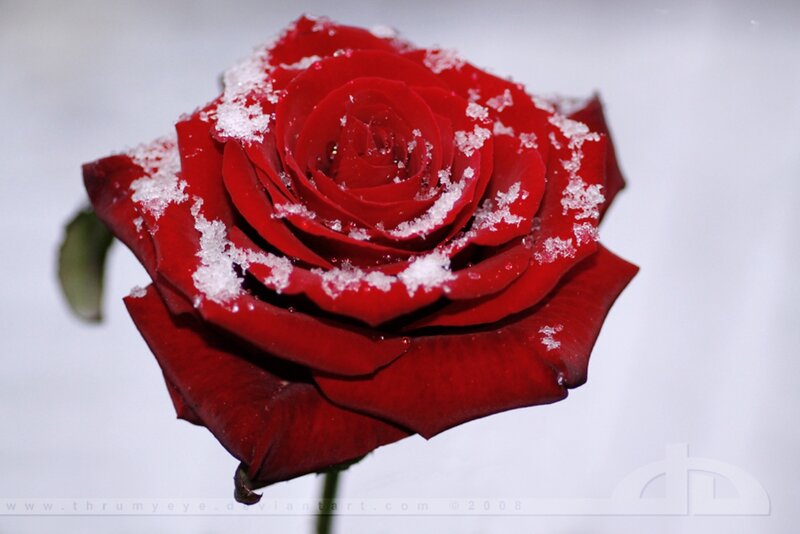 Red Rose with Snow — Calm, Winter, Photograph, Stem
