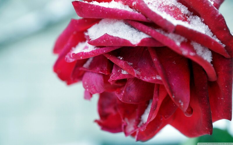 Red Rose with Snow — Calm, Winter, Photograph
