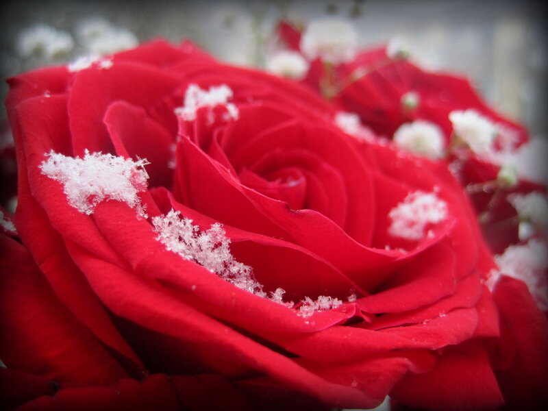 Red Rose with Snow — Calm, Winter