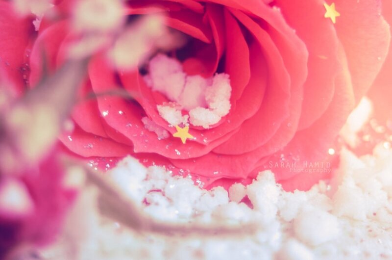 Red Rose with Snow — Pink