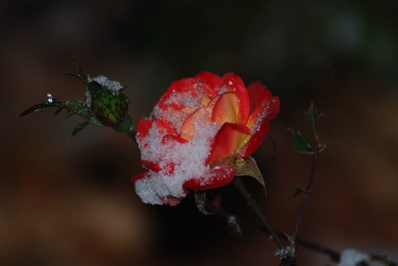 Red Rose with Snow
