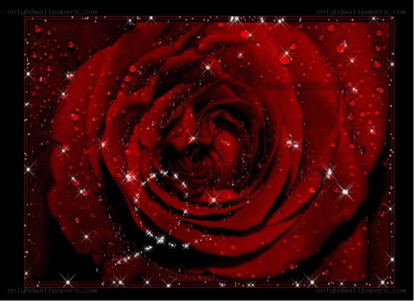 Red rose with sparkles