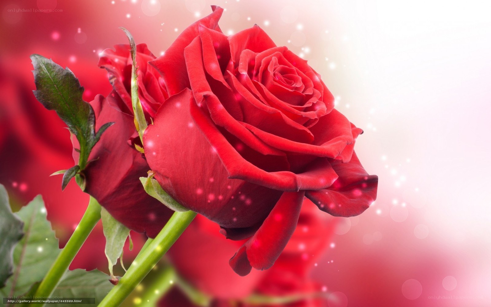 Red rose with sparkles