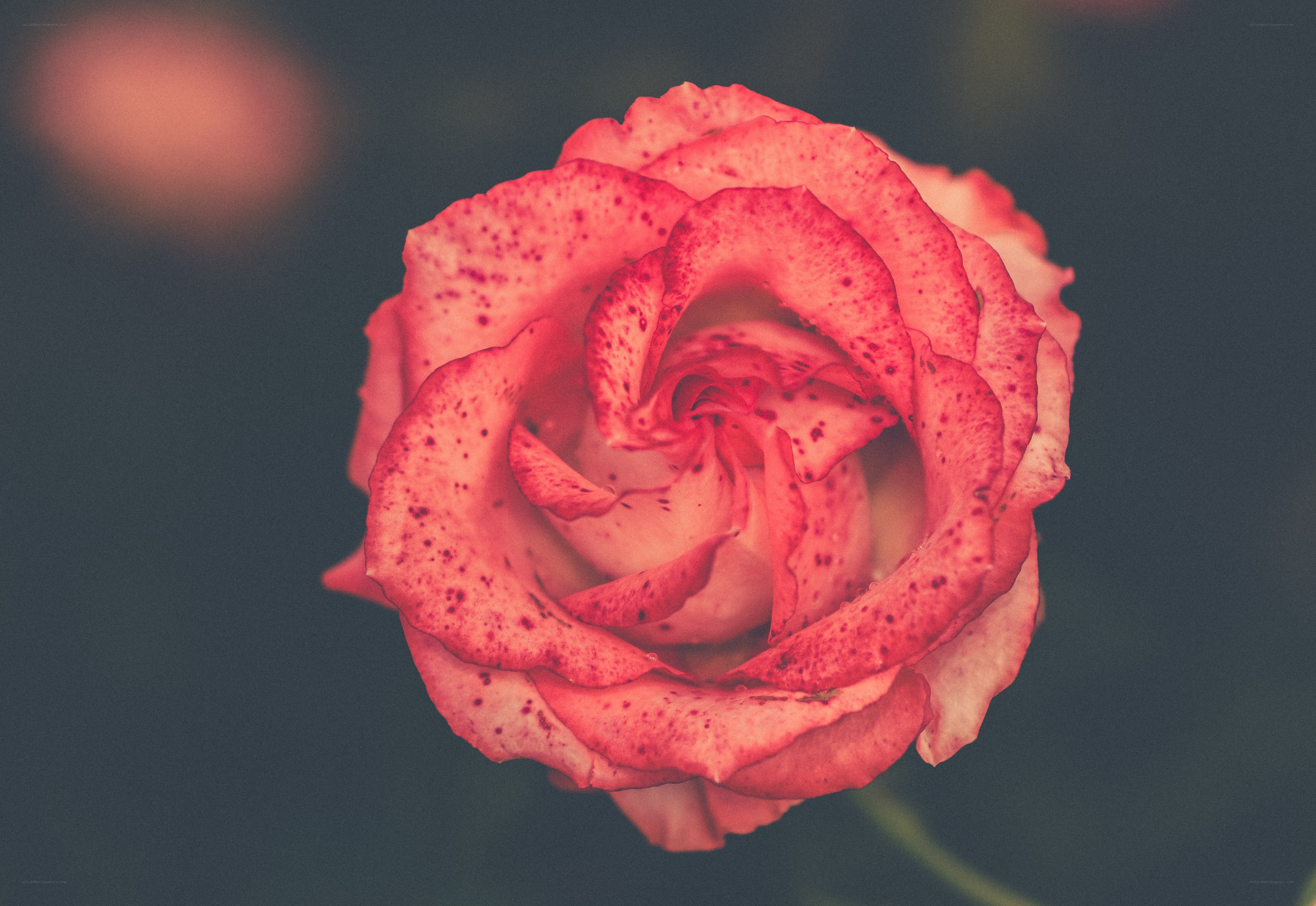 red rose with speckled petals