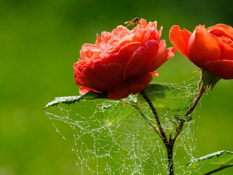 Red Rose with Spiderweb