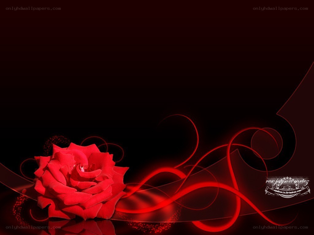 red rose with swirls