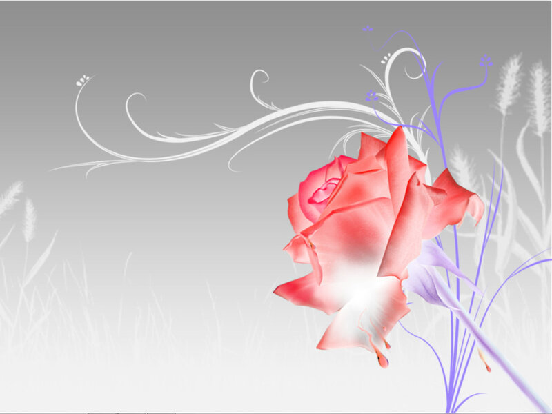Red Rose with Swirls — Serene