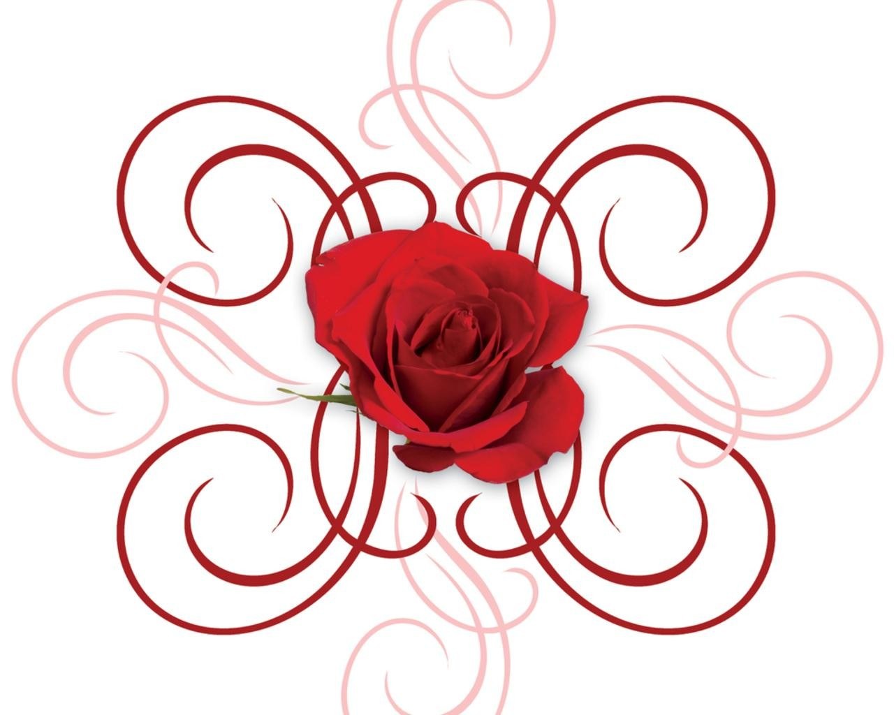 red rose with swirls