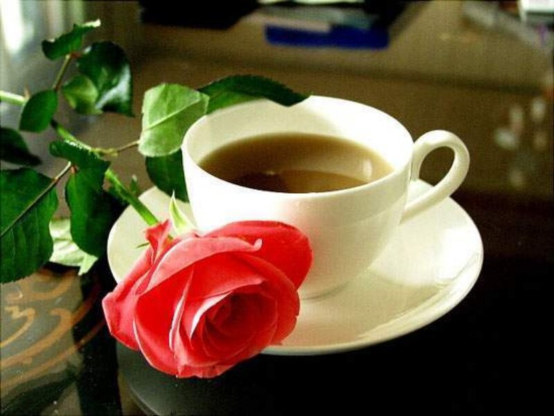 Red Rose with Tea Cup