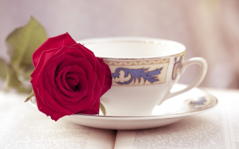 Red Rose with Teacup