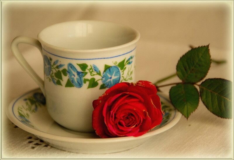 Red Rose with Teacup — White