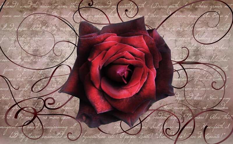 Red Rose with Text — Dramatic, Illustration