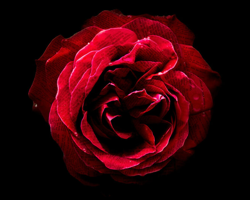 Red Rose with Text — Dramatic, Photograph, Petals