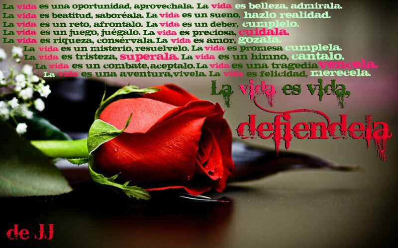 Red Rose with Text — Dramatic, Photograph