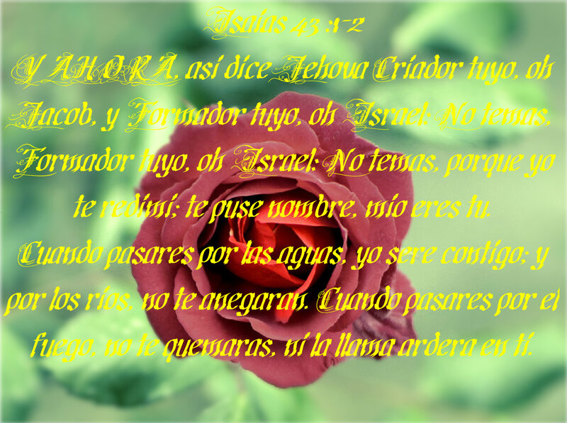 Red Rose with Text — Serene