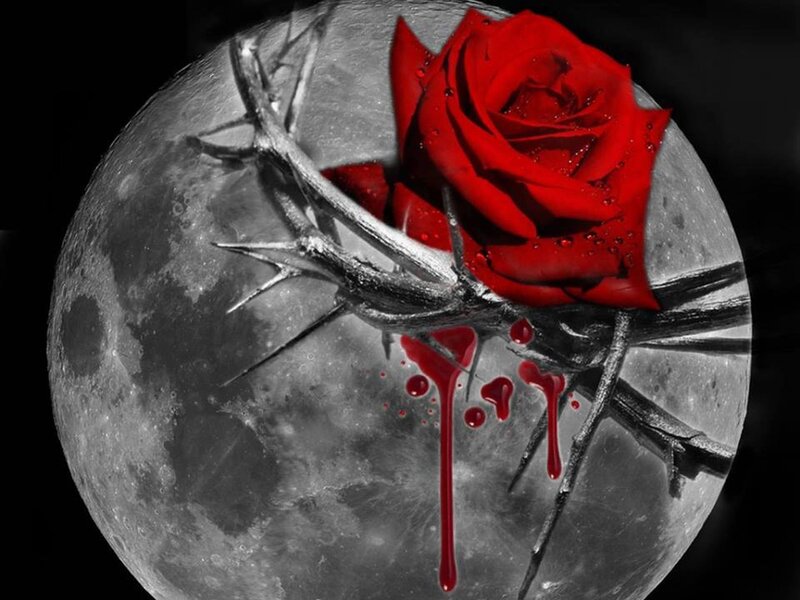 Red Rose with Thorns — Dramatic, Night