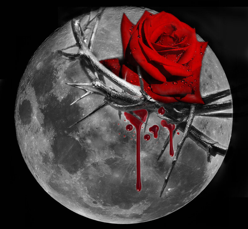 Red Rose with Thorns — Dramatic