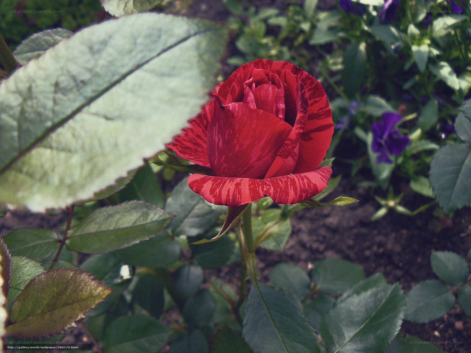 Red rose with variegated petals