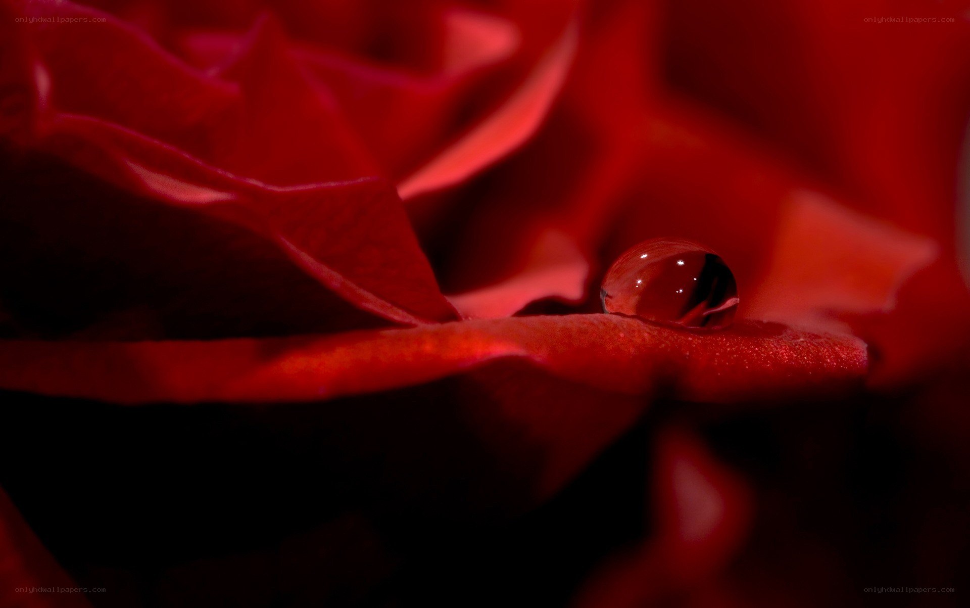 Red rose with water droplet