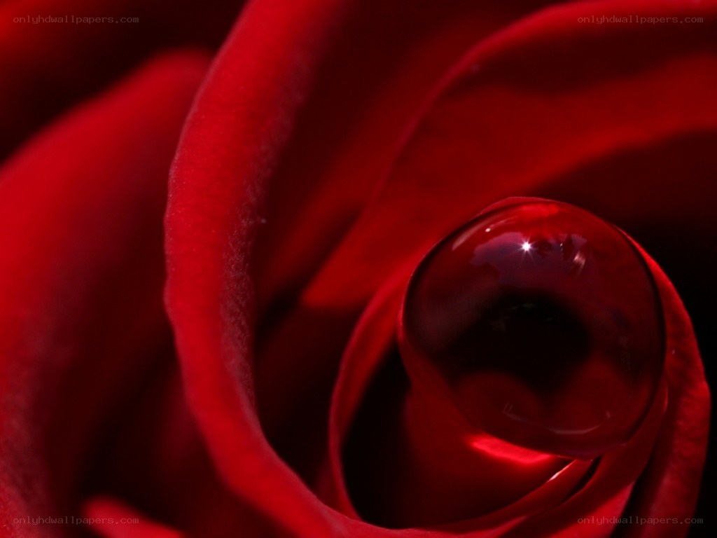 Red rose with water droplet