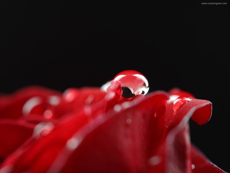 Red rose with water droplet