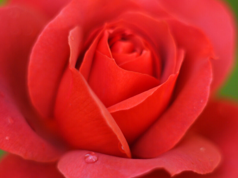 Red Rose with Water Droplet — Calm
