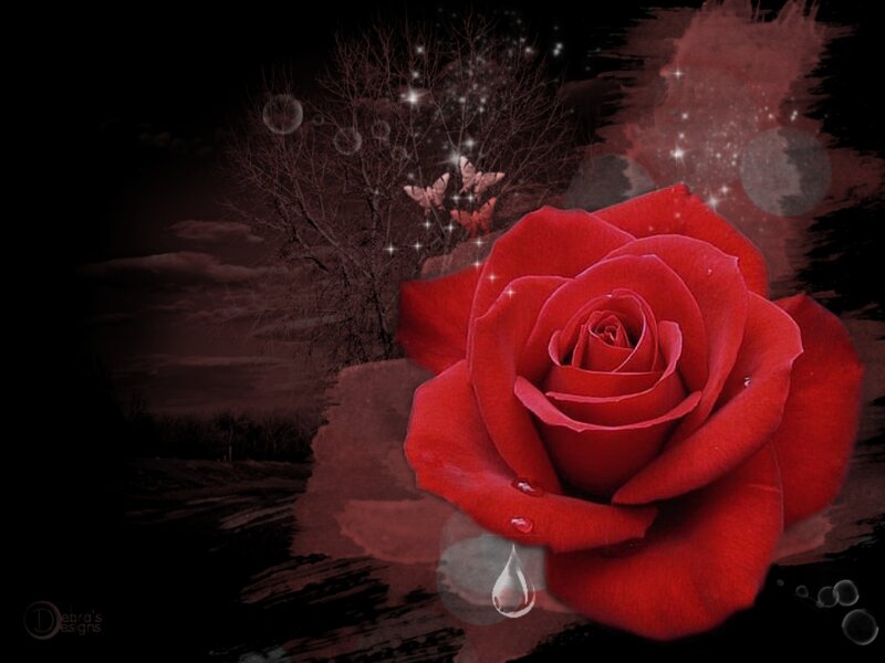 Red Rose with Water Droplet — Dramatic, Night