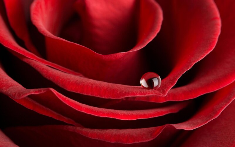 Red Rose with Water Droplet — Dramatic, Photograph