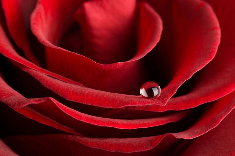 Red Rose with Water Droplet — Dramatic