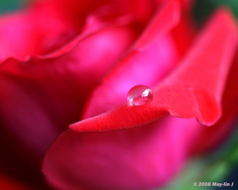 Red Rose with Water Droplet — Serene