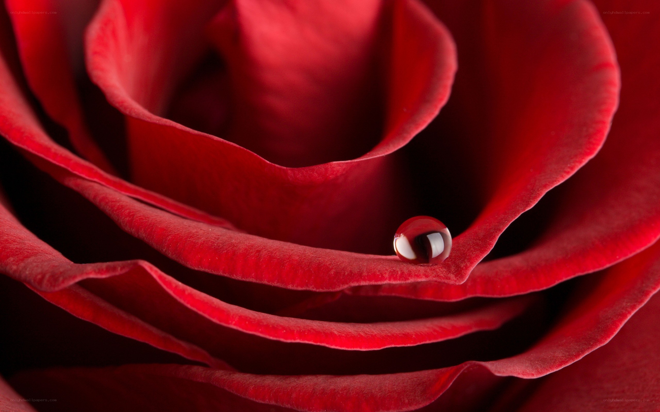 Red rose with water droplet