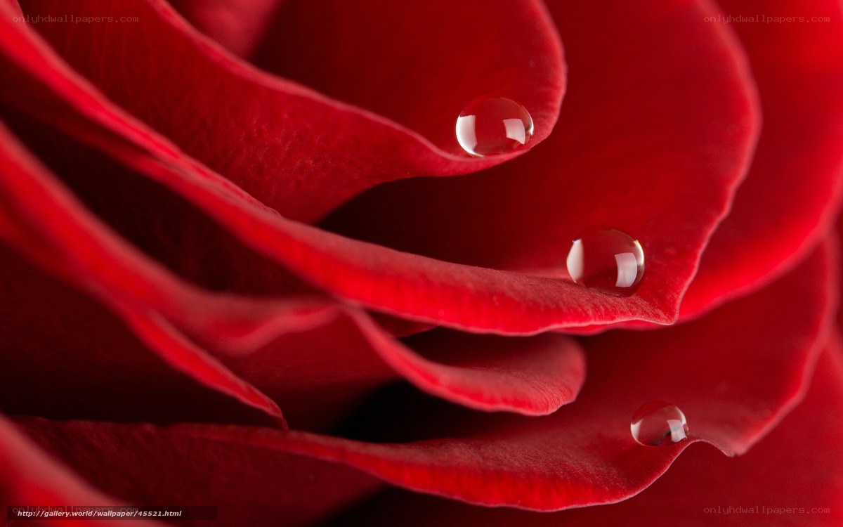Red rose with water droplets