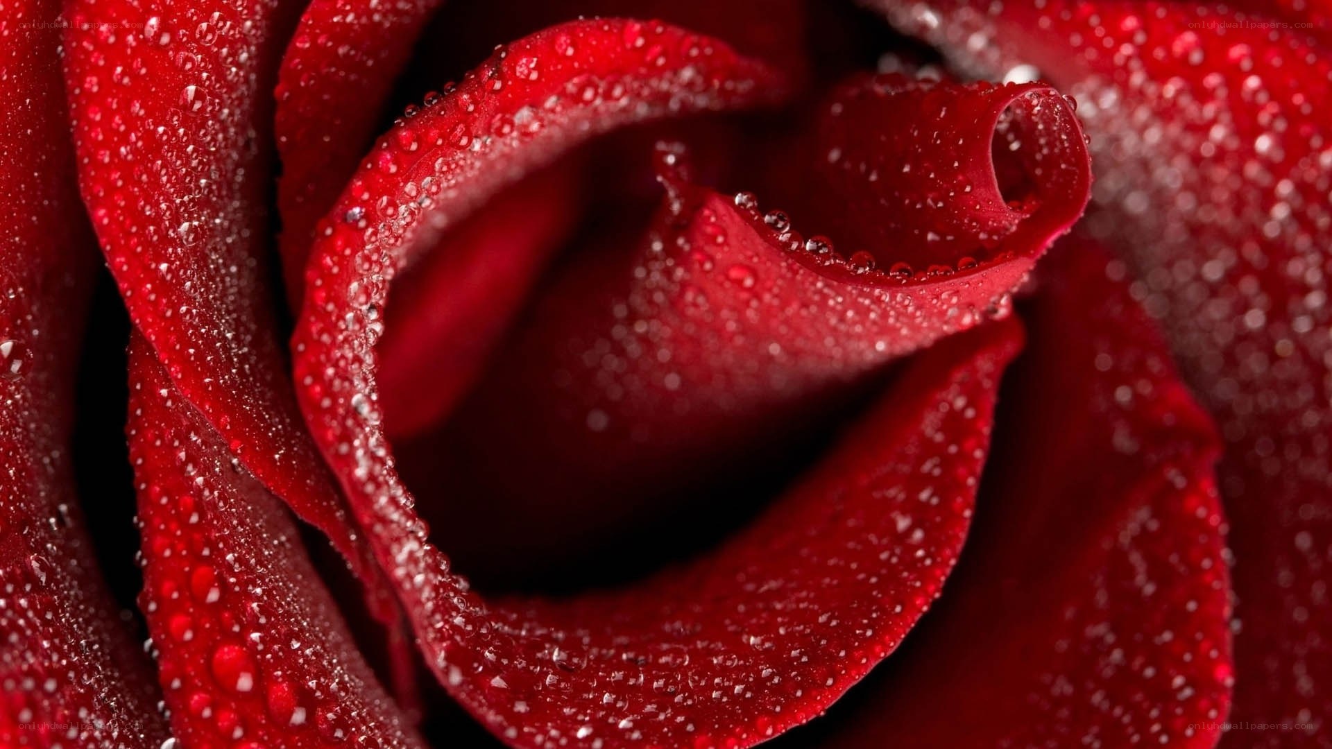 Red rose with water droplets