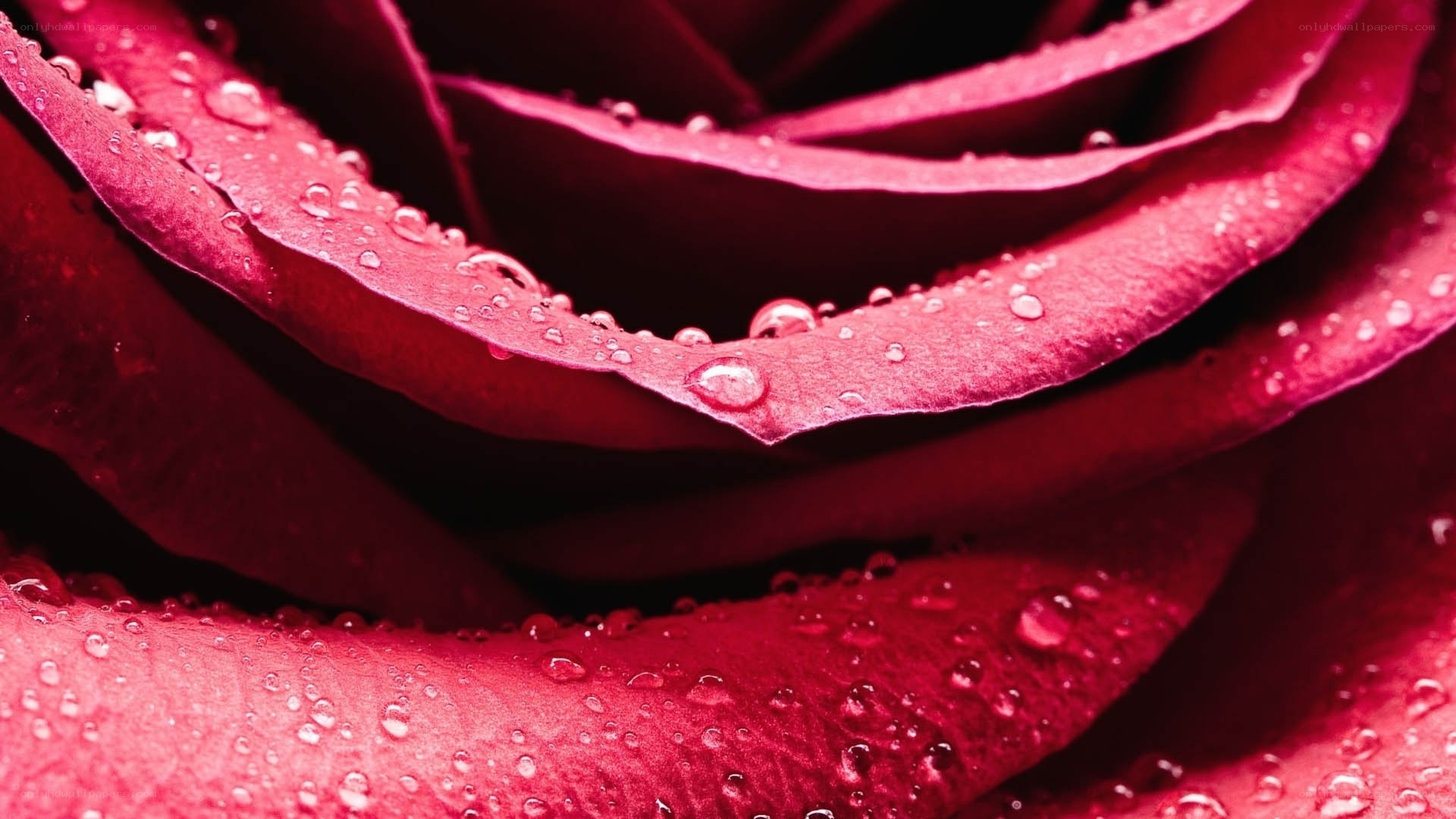 Red rose with water droplets