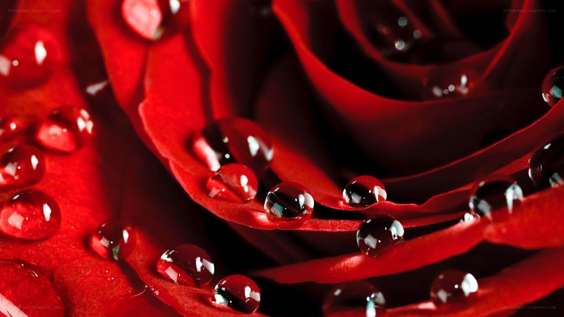 Red rose with water droplets