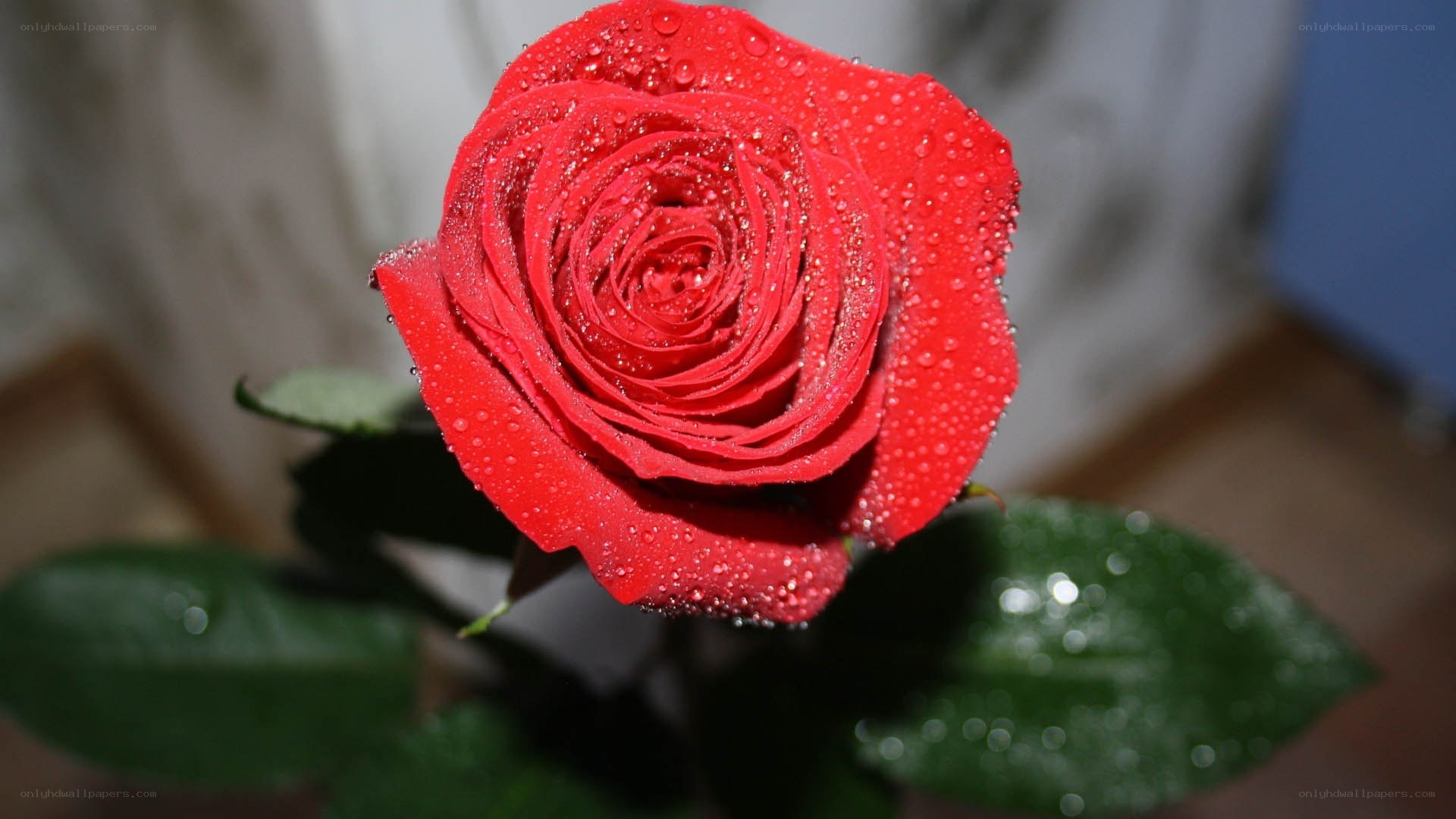 Red rose with water droplets