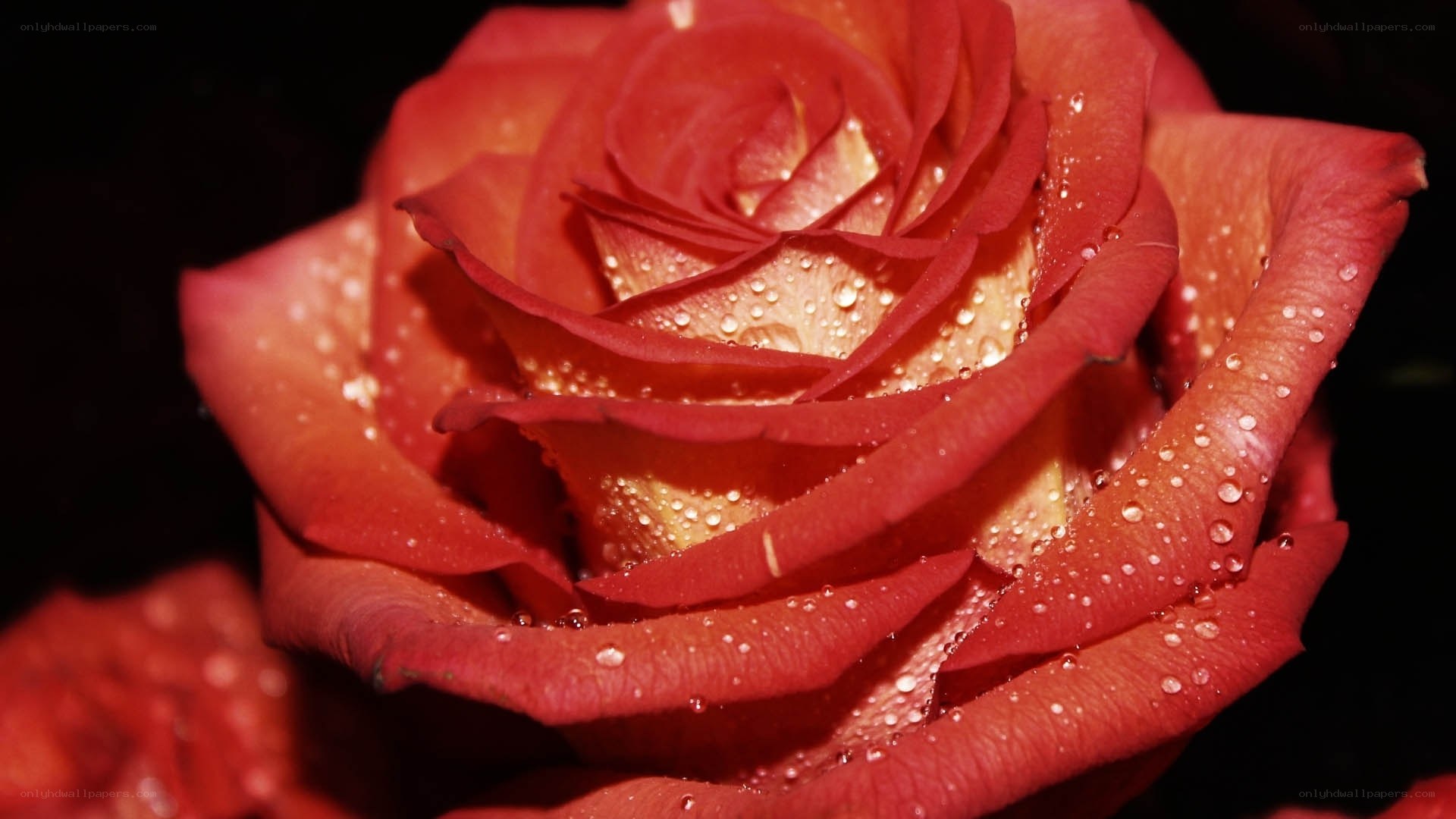 Red rose with water droplets