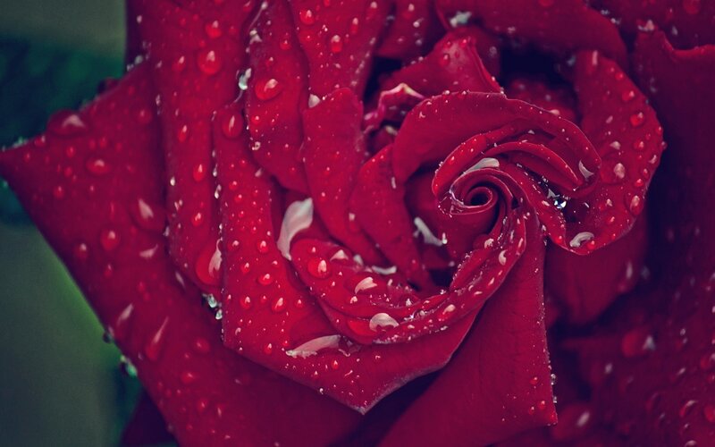Red rose with water droplets