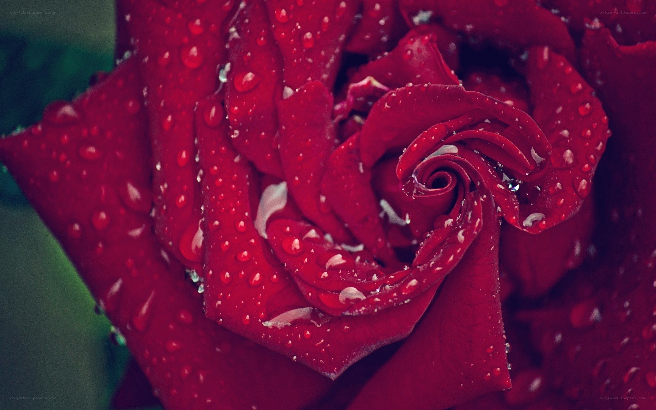 Red rose with water droplets