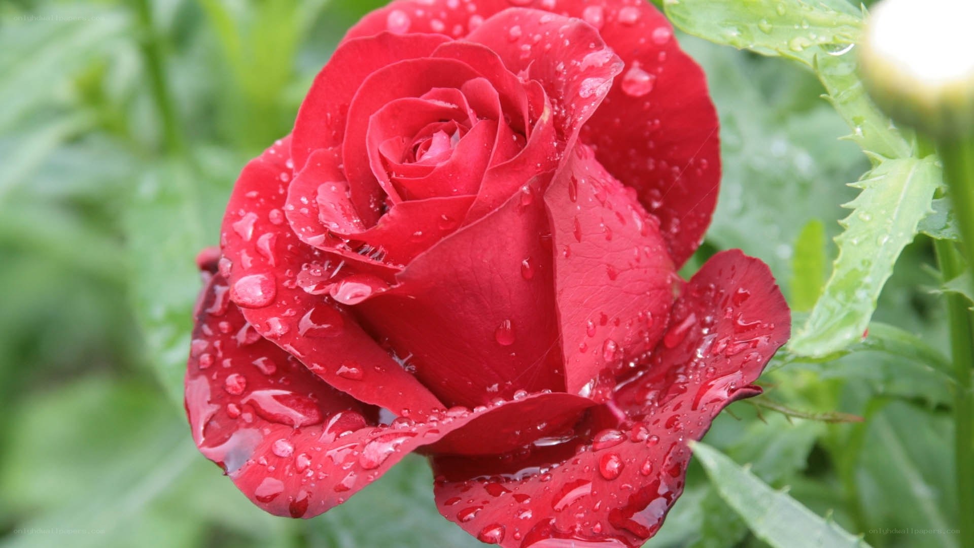 Red rose with water droplets