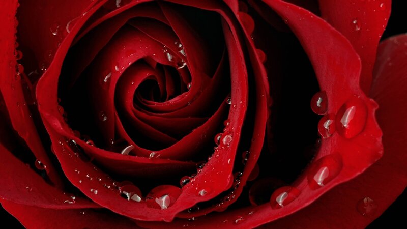 Red rose with water droplets