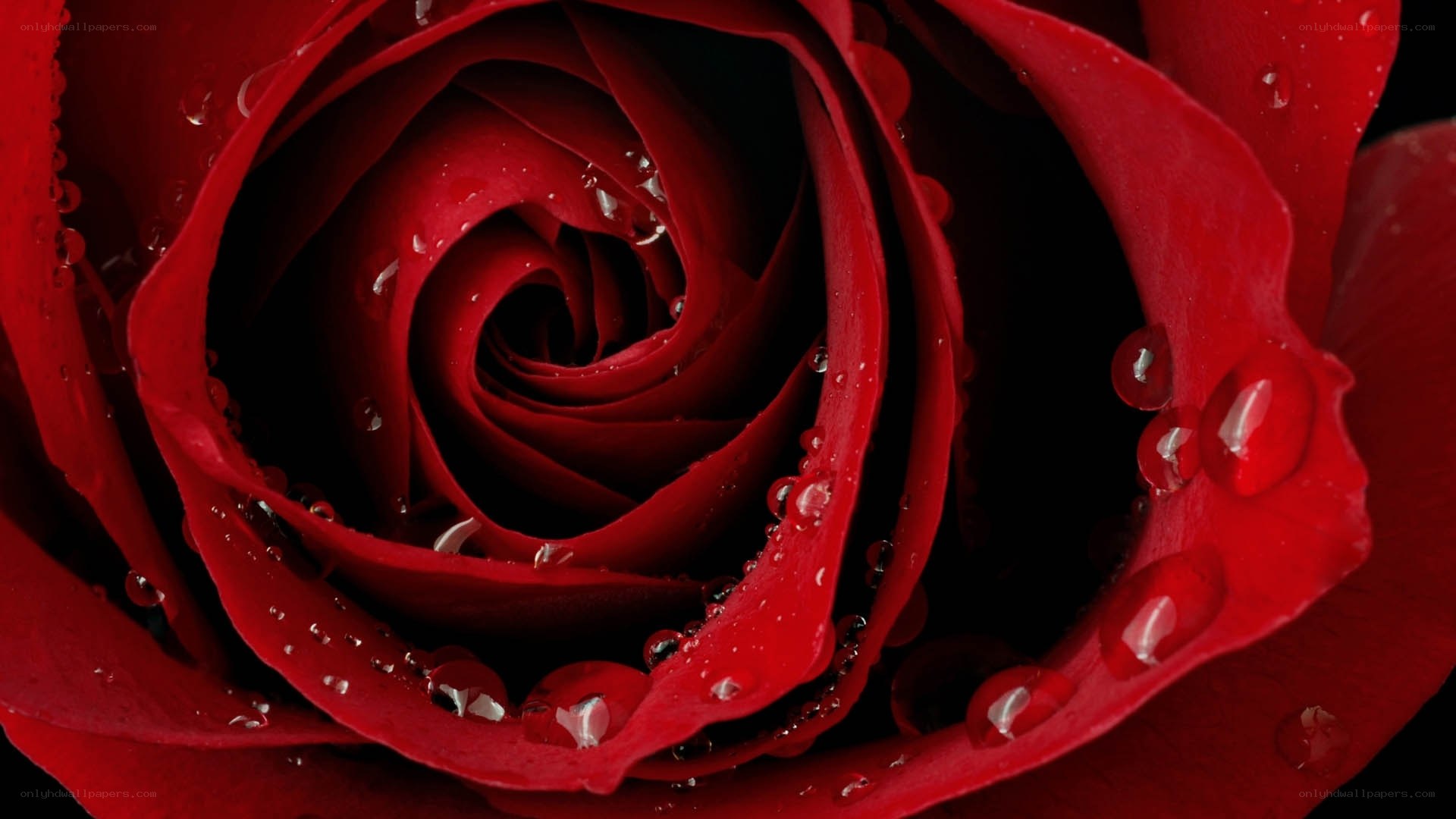 Red rose with water droplets