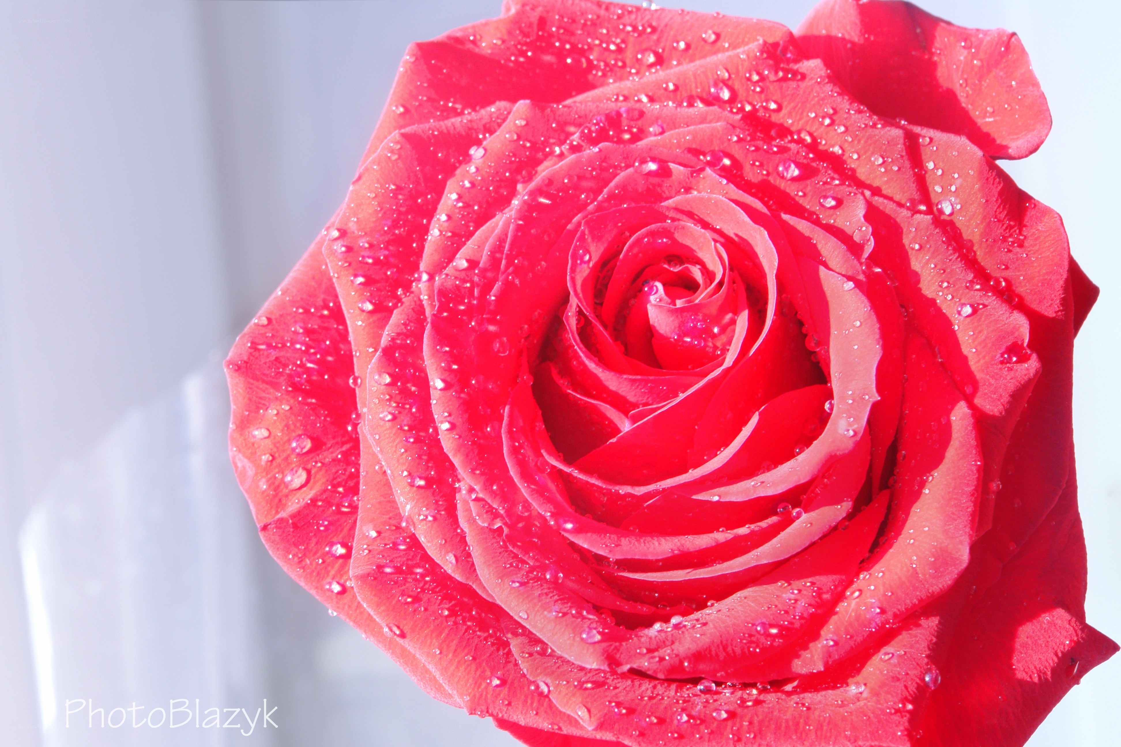 Red rose with water droplets