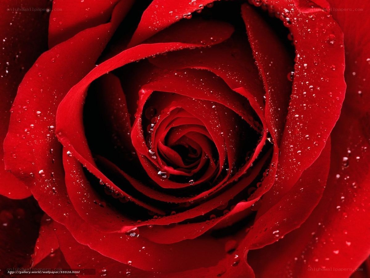 Red rose with water droplets