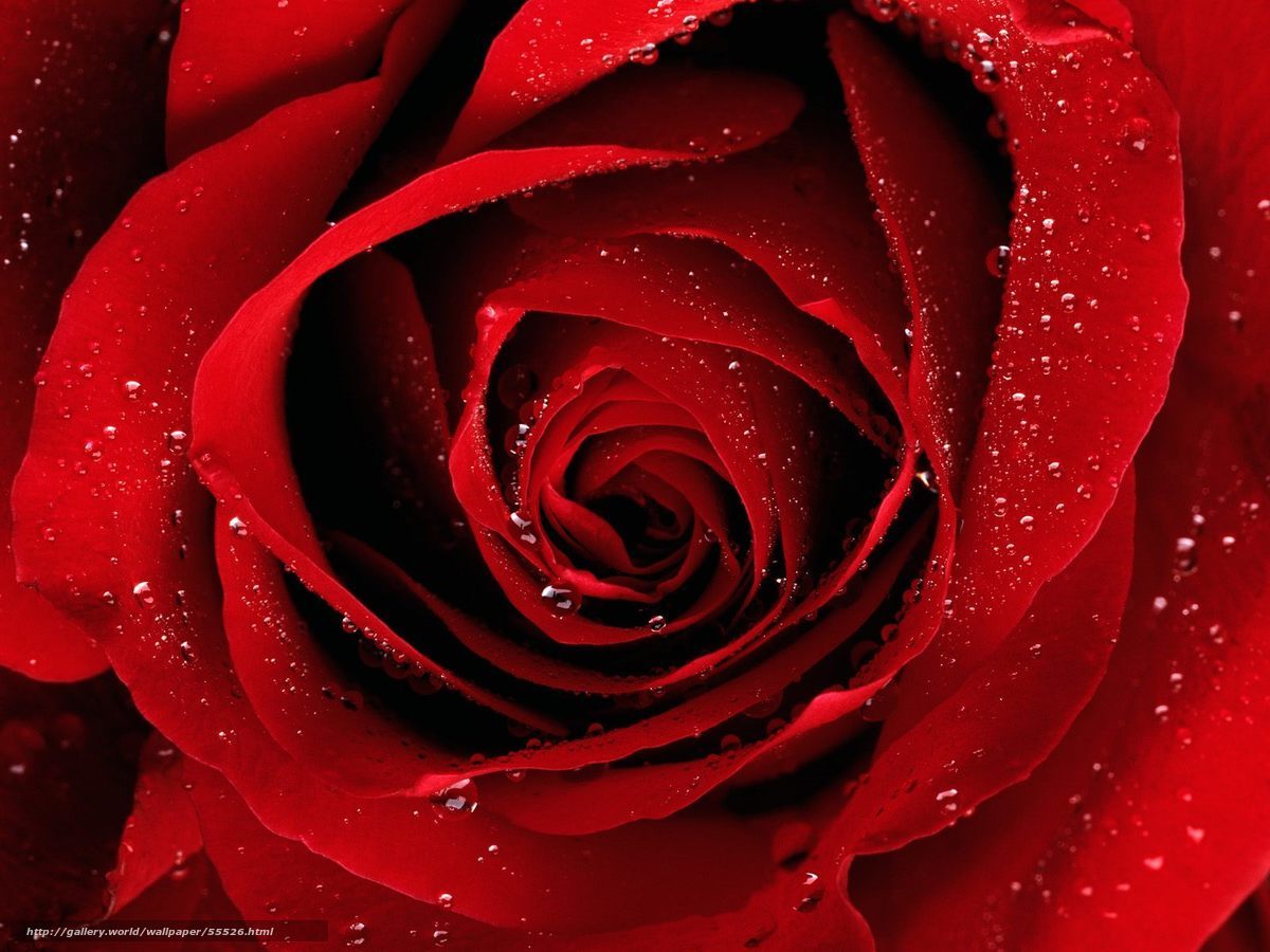 Red rose with water droplets