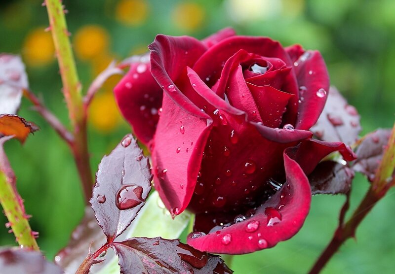 Red rose with water droplets